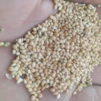 ارزن مرغوب شهر نگار