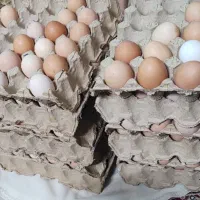 تخم مرغ محلی اصددرصد ارگانیک