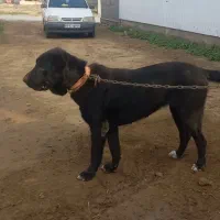 ماده آلابای