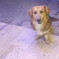 توله گلد رویتر.