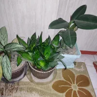 گل طبیعی|گل و گیاه طبیعی|سنقر, |دیوار