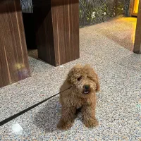 سگ پودل اپارتمانی