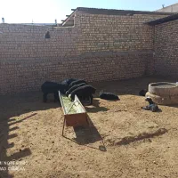 ۱۵ راس میش ناب نژاد شال جوان شیشگ بره دار دوقلوزا