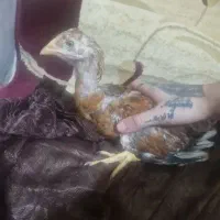 مرغ
