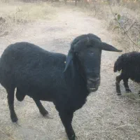 گوسفند قوچ قره قزل|حیوانات مزرعه|خرمدره, |دیوار