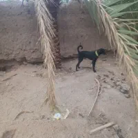 باسلام سگ نگهبان