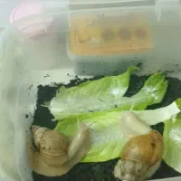 جوجه حلزون البینو|خزنده|مشهد, توس (بلوار توس)|دیوار