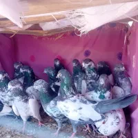 کبوتر چینا و تیدی