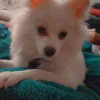 سگ پامر روباهی|سگ|سنندج, |دیوار