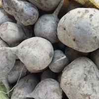 چغندر لبو|خوردنی و آشامیدنی|زند, |دیوار