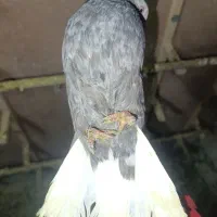 دم سفید|پرنده|شیراز, سعدیه شمالی|دیوار