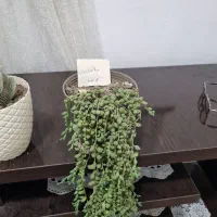 گل غوره و کاکتوس|گل و گیاه طبیعی|آستانه اشرفیه, |دیوار