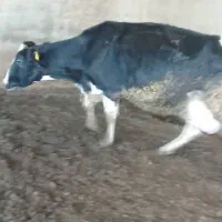 گاو حذفی|حیوانات مزرعه|جوادآباد, |دیوار