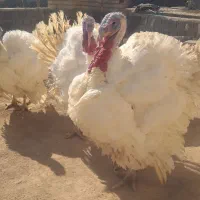 بوقلمون ارگانیک