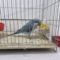 راهب اهلی|پرنده|ارومیه, |دیوار