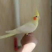 عروس هلندی|پرنده|محلات, |دیوار