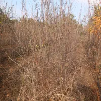 نهال انار 3 و 4 ساله دانه یاقوتی