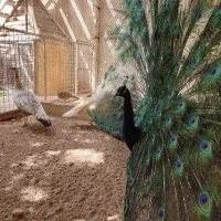 جوجه طاووس|پرنده|مشهد, هدایت|دیوار