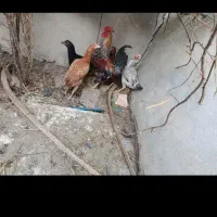 تعدادی مرغ ویک خروس بفروش می‌رسد