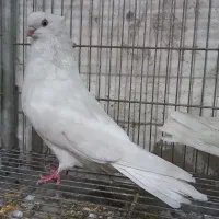 کبوتر تهرانی|پرنده|خمینیشهر, |دیوار