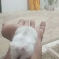 همستر سفید رام|موش و خرگوش|قائمشهر, |دیوار