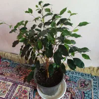 بنجامین بلک ودیفن باخیا