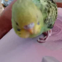 مرغ عشق|پرنده|تبریز, |دیوار