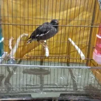 مرغ مینا|پرنده|قلعه گنج, |دیوار
