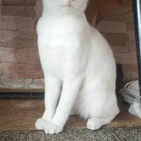 واگذاری گربه