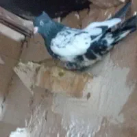 کفتر|پرنده|مشهد, طبرسی شمالی|دیوار