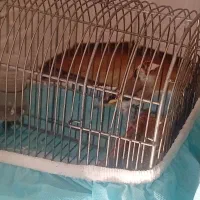 سهره جوجه سال مس