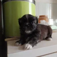 توله شیتزو مینیاتوری سایز صفر|سگ|شهریار, فرارت|دیوار