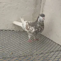 سهره قناری کبوتر