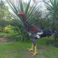 حیواناتمزرعه