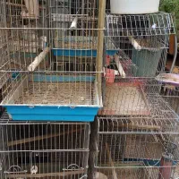 تعدادی قفس و جا تخمی