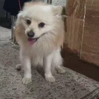 سگ نرخانگی|سگ|نورآباد, |دیوار