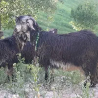 کهره شهرکردی،بختیاری