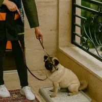 آموزش مربی سگ مطابق با سبک زندگی شما|خدمات آموزشی|مشهد, اقبال|دیوار