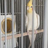 عروس هلندی