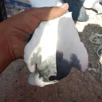 کبوتر
