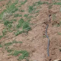 زمین کشاورزی