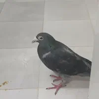 کبوتر