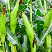 بذر ذرت علوفه هیبرید ۷۰۳،۷۰۴