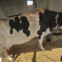 گاو شیری|حیوانات مزرعه|صابری, |دیوار