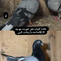 کبوتر ساعت سنگین با ضمانت|پرنده|رشت, پیرکلاچای|دیوار