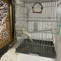 عروس هلندی|پرنده|سبزوار, شهدا|دیوار