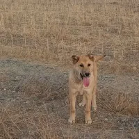 سگ گم شده|حیوانات|باغ حلی, |دیوار
