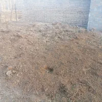 پهن گاو|خدمات باغبانی و درختکاری|گالیکش, |دیوار