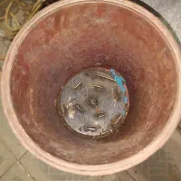 چغندرخردکن برقی