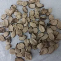 تخم آجیلی|خوردنی و آشامیدنی|کلاله, |دیوار